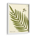 Pequeño Helecho Antiguo I - Vision Studio | Cuadro decorativo de Canvas Lab