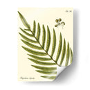 Pequeño Helecho Antiguo I - Vision Studio | Cuadro decorativo de Canvas Lab