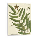 Pequeño Helecho Antiguo Ii - Vision Studio | Cuadro decorativo de Canvas Lab