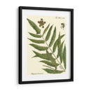 Pequeño Helecho Antiguo Ii - Vision Studio | Cuadro decorativo de Canvas Lab