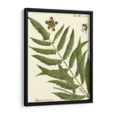 Pequeño Helecho Antiguo Ii - Vision Studio | Cuadro decorativo de Canvas Lab