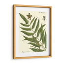 Pequeño Helecho Antiguo Ii - Vision Studio | Cuadro decorativo de Canvas Lab