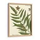 Pequeño Helecho Antiguo Ii - Vision Studio | Cuadro decorativo de Canvas Lab