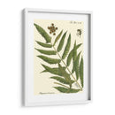 Pequeño Helecho Antiguo Ii - Vision Studio | Cuadro decorativo de Canvas Lab