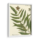 Pequeño Helecho Antiguo Ii - Vision Studio | Cuadro decorativo de Canvas Lab