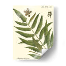 Pequeño Helecho Antiguo Ii - Vision Studio | Cuadro decorativo de Canvas Lab