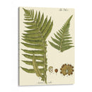 Pequeño Helecho Antiguo Iii - Vision Studio | Cuadro decorativo de Canvas Lab