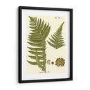 Pequeño Helecho Antiguo Iii - Vision Studio | Cuadro decorativo de Canvas Lab