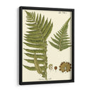 Pequeño Helecho Antiguo Iii - Vision Studio | Cuadro decorativo de Canvas Lab