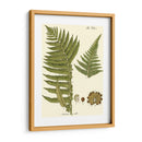 Pequeño Helecho Antiguo Iii - Vision Studio | Cuadro decorativo de Canvas Lab