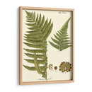 Pequeño Helecho Antiguo Iii - Vision Studio | Cuadro decorativo de Canvas Lab