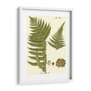 Pequeño Helecho Antiguo Iii - Vision Studio | Cuadro decorativo de Canvas Lab