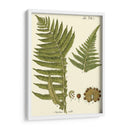 Pequeño Helecho Antiguo Iii - Vision Studio | Cuadro decorativo de Canvas Lab
