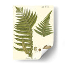 Pequeño Helecho Antiguo Iii - Vision Studio | Cuadro decorativo de Canvas Lab