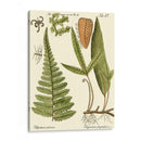 Pequeño Helecho Antiguo Iv - Vision Studio | Cuadro decorativo de Canvas Lab