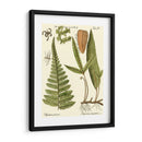 Pequeño Helecho Antiguo Iv - Vision Studio | Cuadro decorativo de Canvas Lab