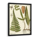 Pequeño Helecho Antiguo Iv - Vision Studio | Cuadro decorativo de Canvas Lab