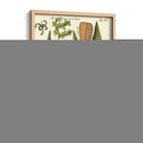 Pequeño Helecho Antiguo Iv - Vision Studio | Cuadro decorativo de Canvas Lab