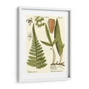 Pequeño Helecho Antiguo Iv - Vision Studio | Cuadro decorativo de Canvas Lab