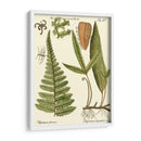 Pequeño Helecho Antiguo Iv - Vision Studio | Cuadro decorativo de Canvas Lab