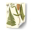 Pequeño Helecho Antiguo Iv - Vision Studio | Cuadro decorativo de Canvas Lab