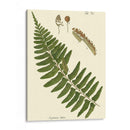 Pequeño Helecho Antiguo V - Vision Studio | Cuadro decorativo de Canvas Lab
