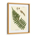 Pequeño Helecho Antiguo V - Vision Studio | Cuadro decorativo de Canvas Lab