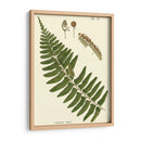 Pequeño Helecho Antiguo V - Vision Studio | Cuadro decorativo de Canvas Lab
