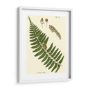 Pequeño Helecho Antiguo V - Vision Studio | Cuadro decorativo de Canvas Lab