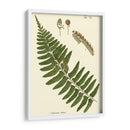 Pequeño Helecho Antiguo V - Vision Studio | Cuadro decorativo de Canvas Lab