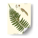 Pequeño Helecho Antiguo V - Vision Studio | Cuadro decorativo de Canvas Lab