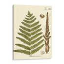 Pequeño Helecho Antiguo Vi - Vision Studio | Cuadro decorativo de Canvas Lab