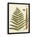 Pequeño Helecho Antiguo Vi - Vision Studio | Cuadro decorativo de Canvas Lab