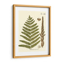 Pequeño Helecho Antiguo Vi - Vision Studio | Cuadro decorativo de Canvas Lab