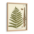 Pequeño Helecho Antiguo Vi - Vision Studio | Cuadro decorativo de Canvas Lab