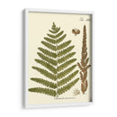 Pequeño Helecho Antiguo Vi - Vision Studio | Cuadro decorativo de Canvas Lab