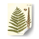 Pequeño Helecho Antiguo Vi - Vision Studio | Cuadro decorativo de Canvas Lab