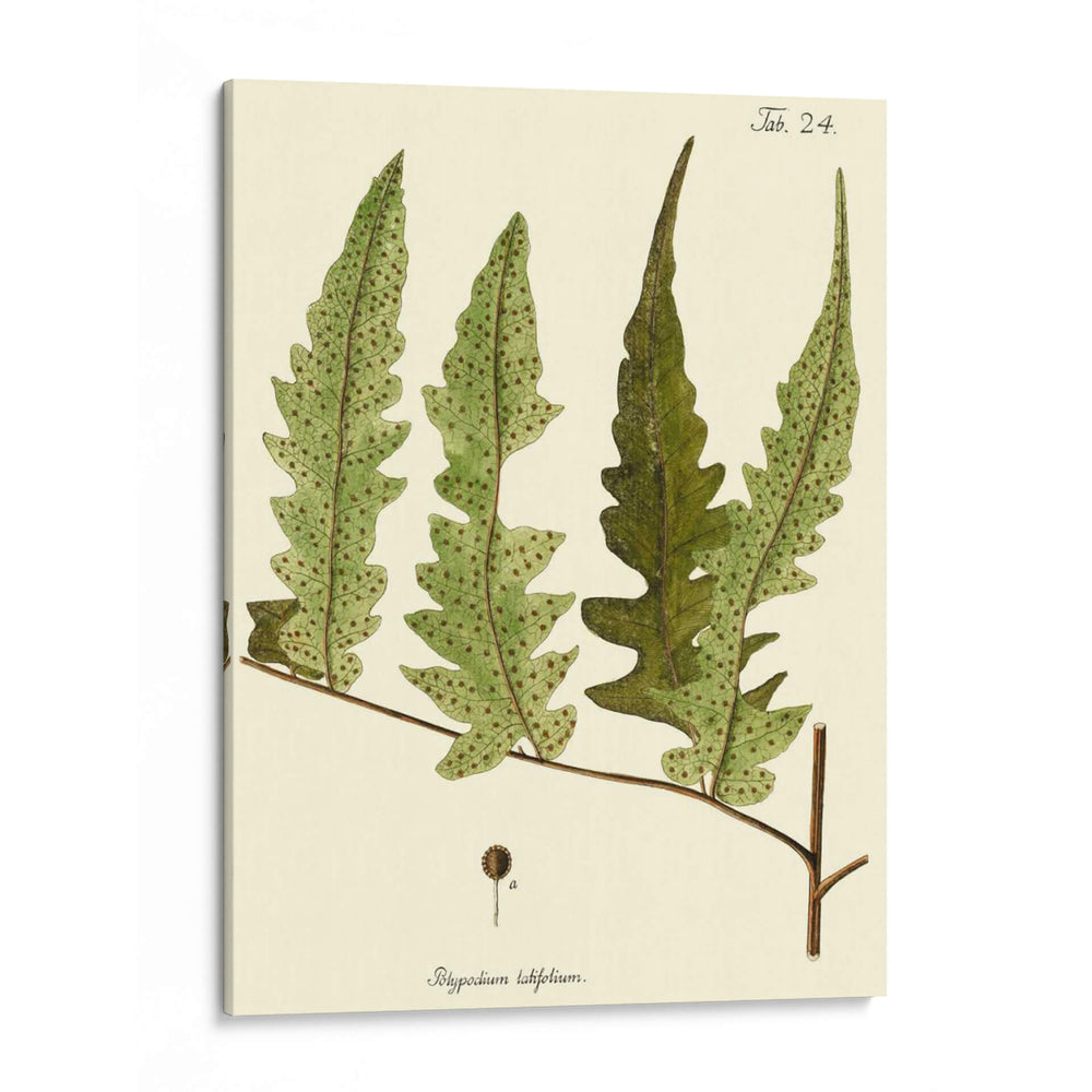Pequeño Helecho Antiguo Vii - Vision Studio | Cuadro decorativo de Canvas Lab