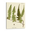 Pequeño Helecho Antiguo Vii - Vision Studio | Cuadro decorativo de Canvas Lab