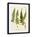 Pequeño Helecho Antiguo Vii - Vision Studio | Cuadro decorativo de Canvas Lab