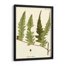 Pequeño Helecho Antiguo Vii - Vision Studio | Cuadro decorativo de Canvas Lab