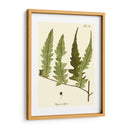 Pequeño Helecho Antiguo Vii - Vision Studio | Cuadro decorativo de Canvas Lab