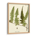 Pequeño Helecho Antiguo Vii - Vision Studio | Cuadro decorativo de Canvas Lab