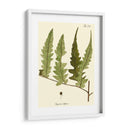 Pequeño Helecho Antiguo Vii - Vision Studio | Cuadro decorativo de Canvas Lab