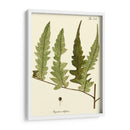 Pequeño Helecho Antiguo Vii - Vision Studio | Cuadro decorativo de Canvas Lab