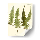 Pequeño Helecho Antiguo Vii - Vision Studio | Cuadro decorativo de Canvas Lab