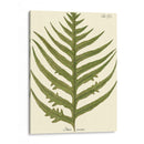 Pequeño Helecho Antiguo Viii - Vision Studio | Cuadro decorativo de Canvas Lab