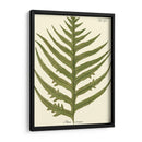Pequeño Helecho Antiguo Viii - Vision Studio | Cuadro decorativo de Canvas Lab