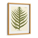 Pequeño Helecho Antiguo Viii - Vision Studio | Cuadro decorativo de Canvas Lab