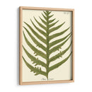 Pequeño Helecho Antiguo Viii - Vision Studio | Cuadro decorativo de Canvas Lab